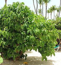 noni fruit tree in the Dominican Republic